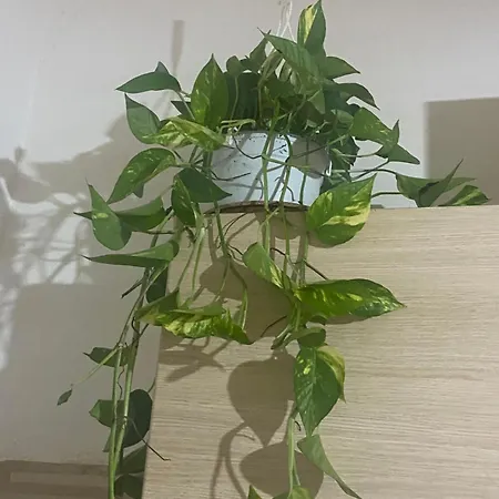 Casa La Ninfea Intera Casa 4* Кальтаджироне