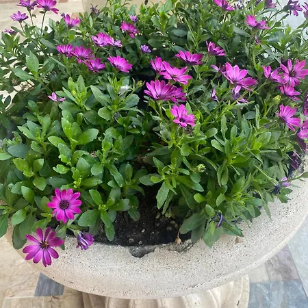 Casa La Ninfea Intera Casa ベッド・アンド・ブレックファスト カルタジローネ